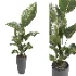 indoor plant 081 - Thumbnail 4