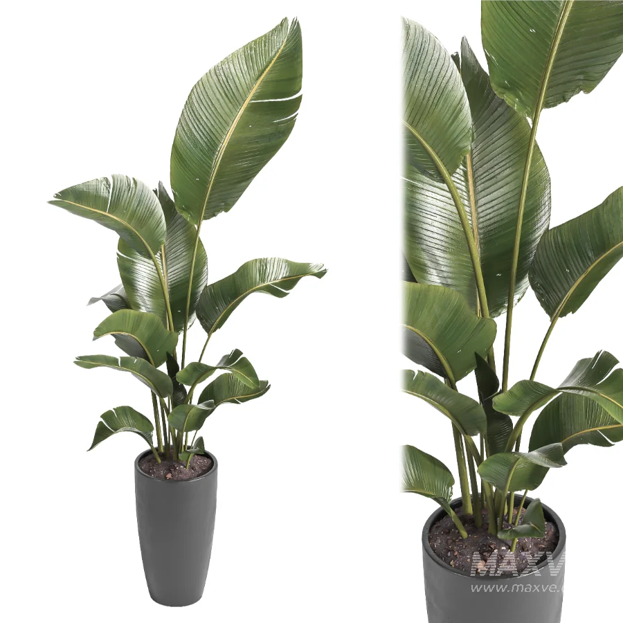 indoor plant 081 - Image 4