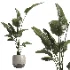 indoor plant 069 - Thumbnail 3