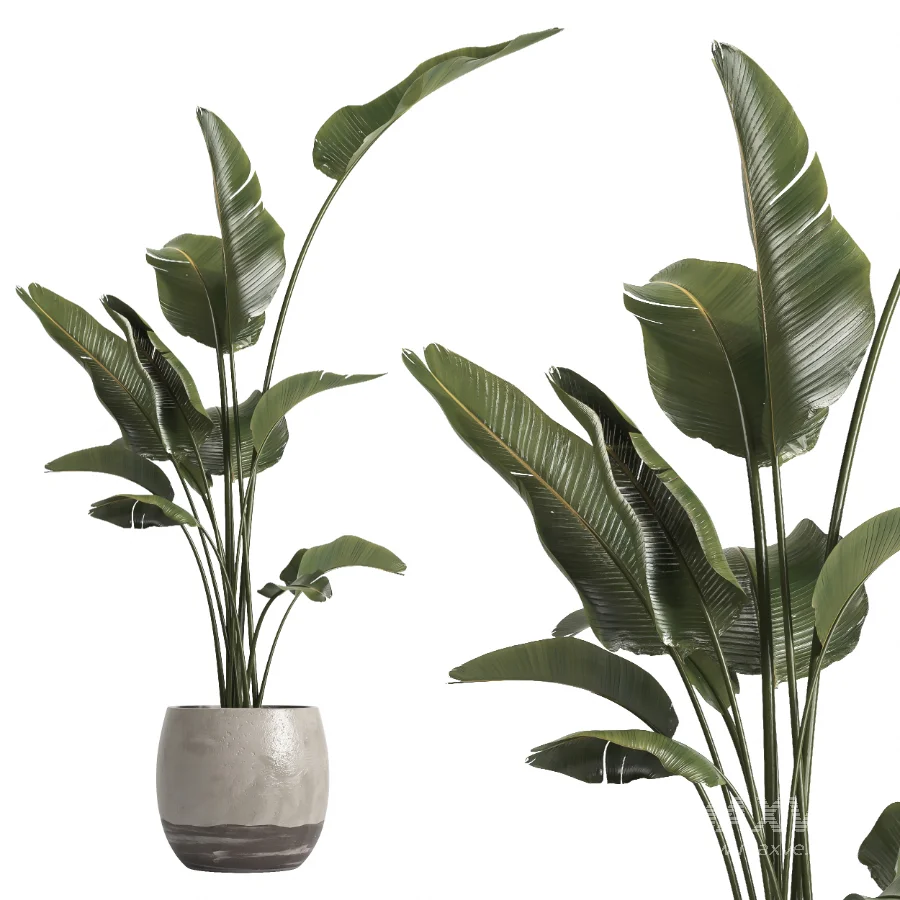 indoor plant 069 - Image 3