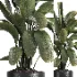 indoor plant 059 - Thumbnail 4