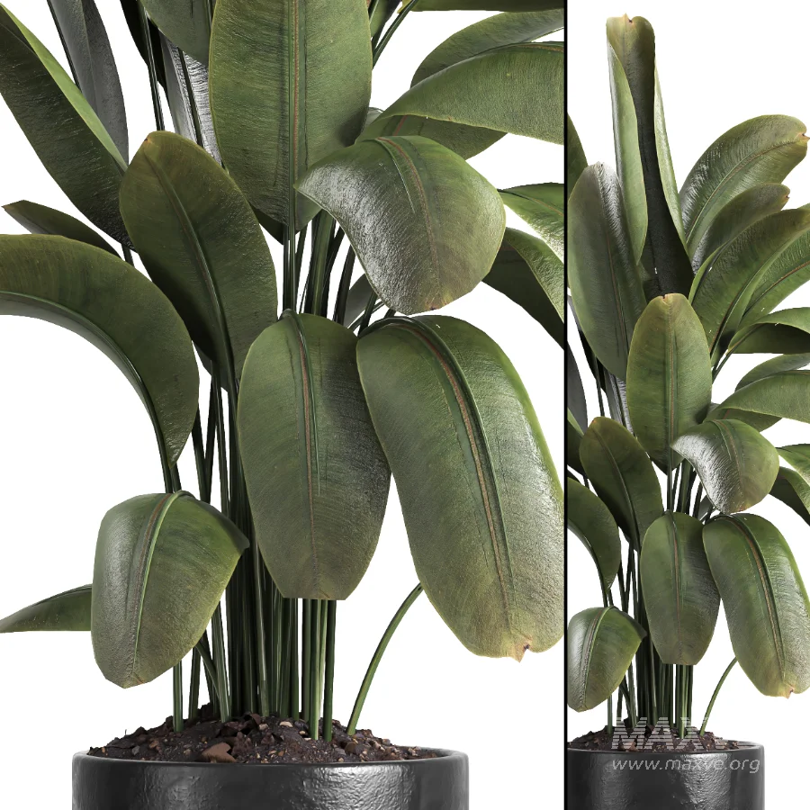 indoor plant 059 - Image 4