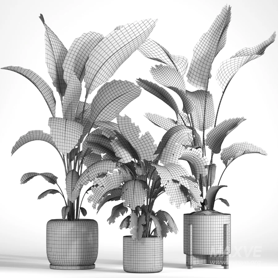 indoor plant 043 - Image 2