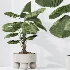 AV Indoor Plants Set 490 Yucca Olive Artificial Rhapis Orange Palm - Thumbnail 7