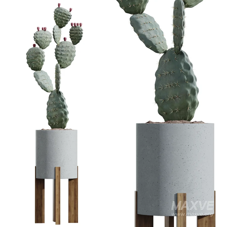 AV Indoor Plants Set 524 Pachira Ficus Dracaena Cactus - Image 3