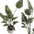 indoor plant 069 - Thumbnail 2