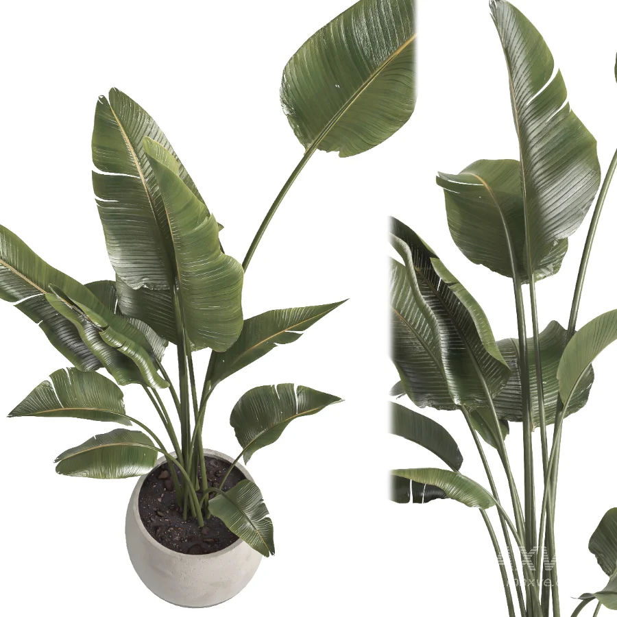 indoor plant 069 - Image 2
