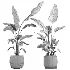 indoor plant 073 - Thumbnail 4