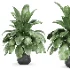 Strelitzia nicolai plant - Thumbnail 2