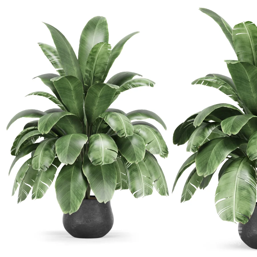 Strelitzia nicolai plant - Image 2