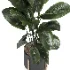 indoor plant 046 - Thumbnail 3
