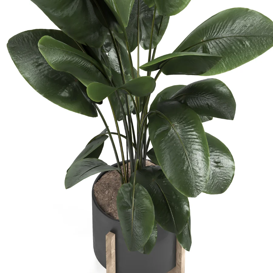 indoor plant 046 - Image 3