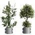 AV Indoor Plants Set 479 Olive Elegant Monstera Ficus Palm - Thumbnail 8