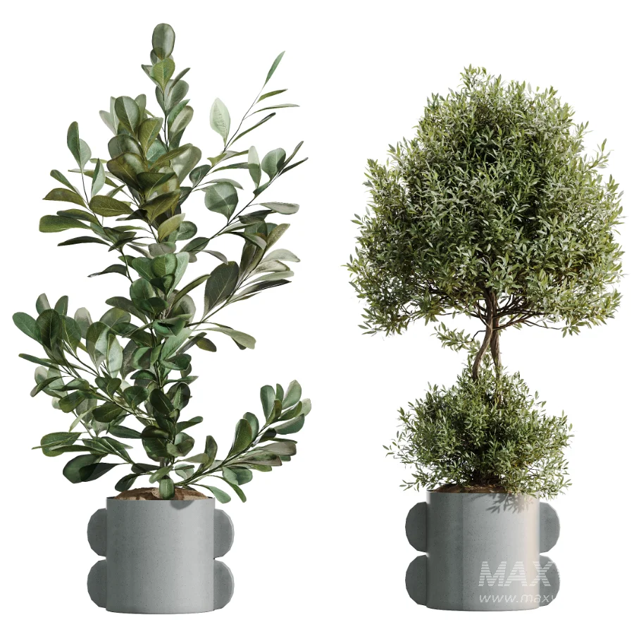 AV Indoor Plants Set 479 Olive Elegant Monstera Ficus Palm - Image 8