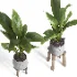indoor plant 044 - Thumbnail 6