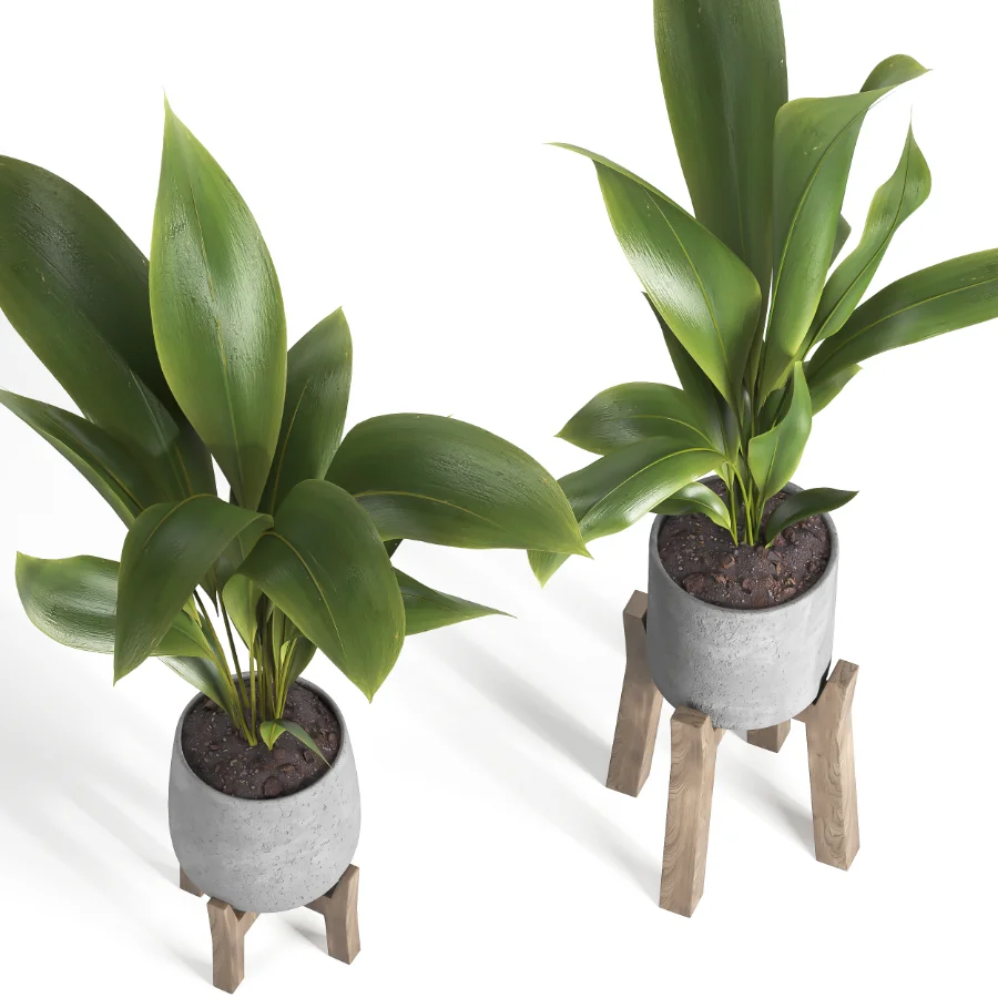 indoor plant 044 - Image 6