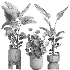 indoor plant 066 - Thumbnail 4