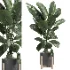 indoor plant 046 - Thumbnail 1