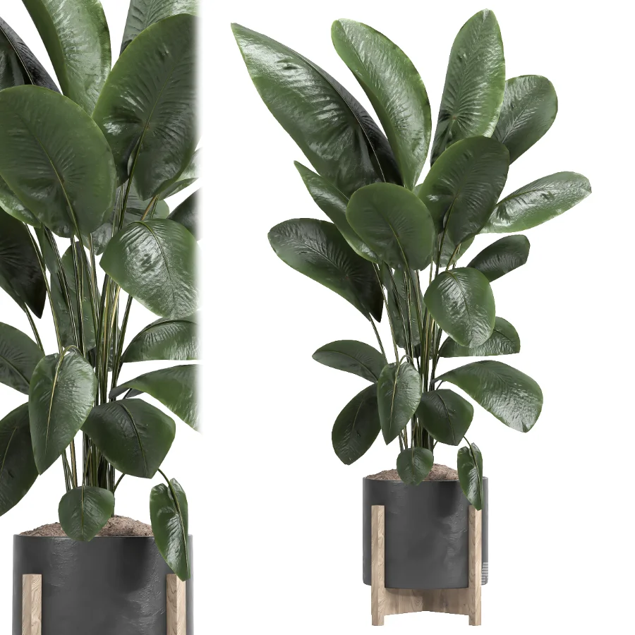 indoor plant 046 - Image 1