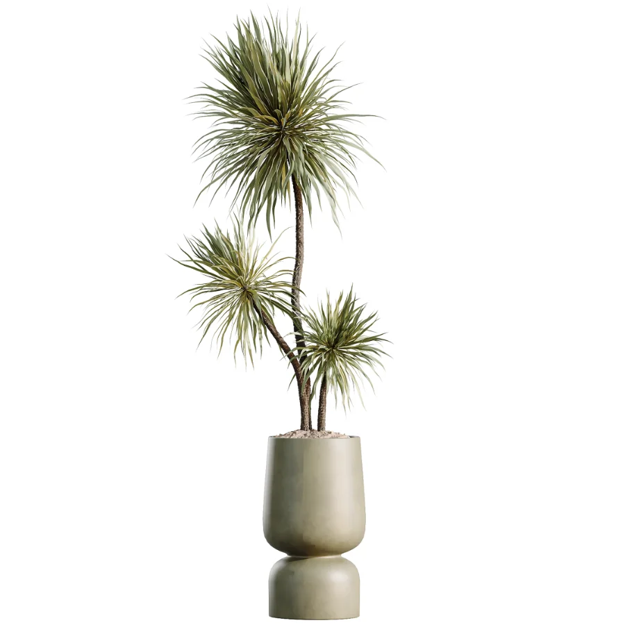 AV Indoor Plants Set 473 Spineless Yucca and Calathea Lutea and Snake Sansevieria and Olive Indoor Tree - Image 2