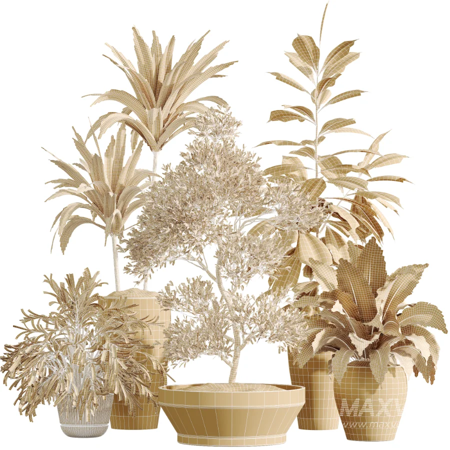AV Indoor Plants Set 475 Spathiphyllum Wallisi and Chemlali Olive and Dracaena Cane Dragon and Ficus Cyathistipula and Areca Palm - Image 8