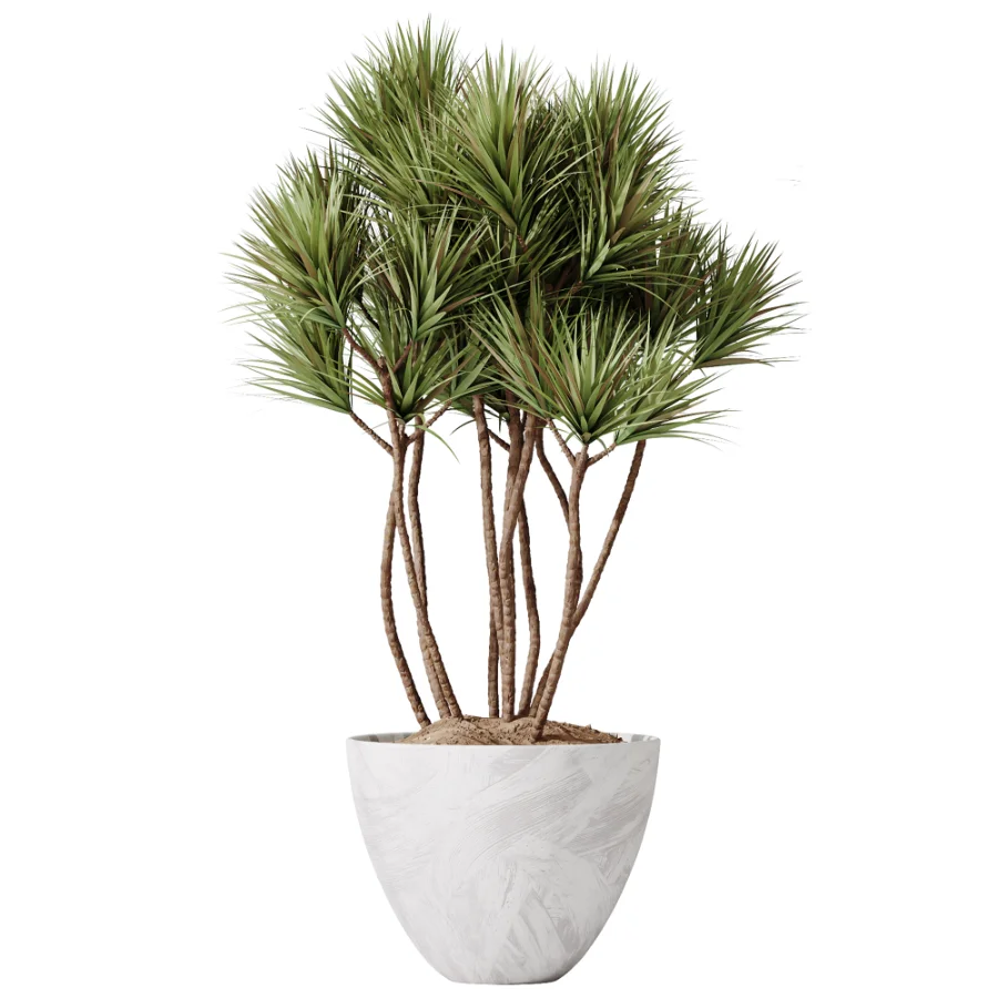 AV Indoor Plants Set 525 Yucca Olive Areca Palm Spathiphyllum - Image 4