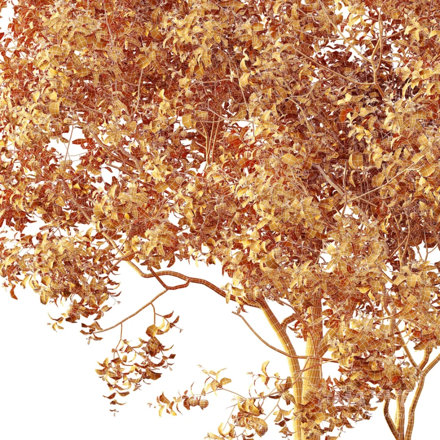 AV Plant Prunus Salicina Plum Pflaume Fruit Tree 01 - Image 11