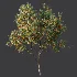 AV Plant Citrus Dancy Mandarin Tangerine Fruit Tree 01 - Thumbnail 4