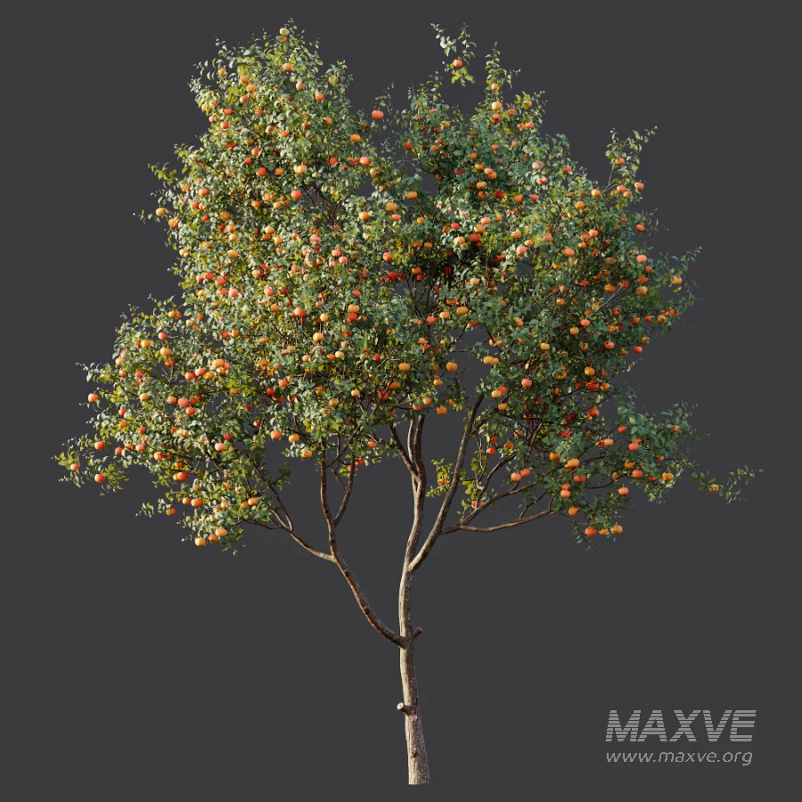 AV Plant Citrus Dancy Mandarin Tangerine Fruit Tree 01 - Image 4