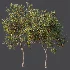 AV Plant Diospyros Kaki Persimmon Fruit Tree 01 - Thumbnail 7