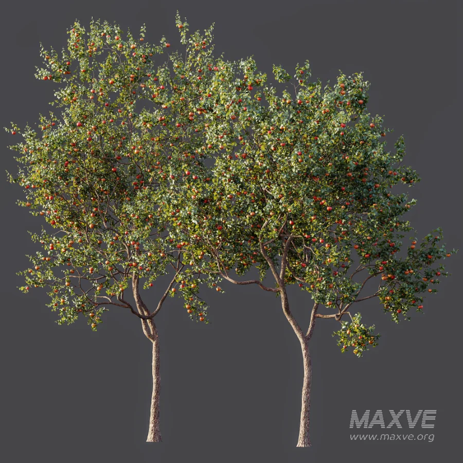 AV Plant Diospyros Kaki Persimmon Fruit Tree 01 - Image 7