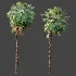 AV Plant Acoelorrhaphe Wrightii Palm Tree 01 - Thumbnail 7