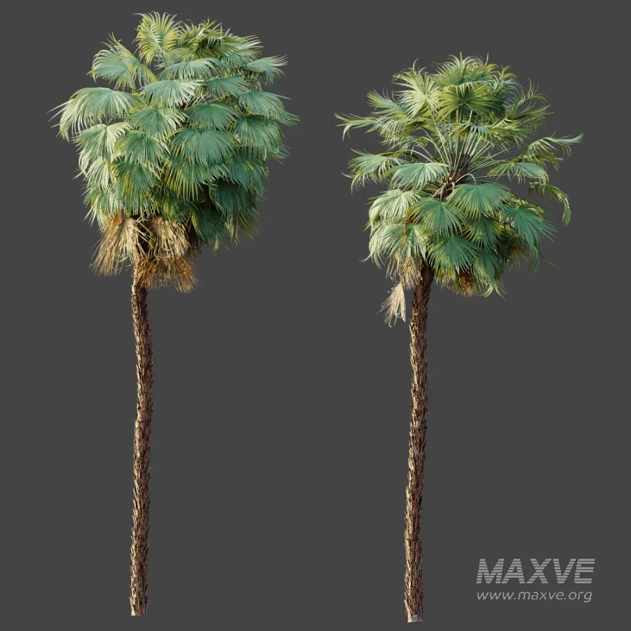 AV Plant Acoelorrhaphe Wrightii Palm Tree 01 - Image 7