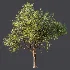 AV Plant Pear Pyrus Communis Fruit Tree 01 - Thumbnail 8