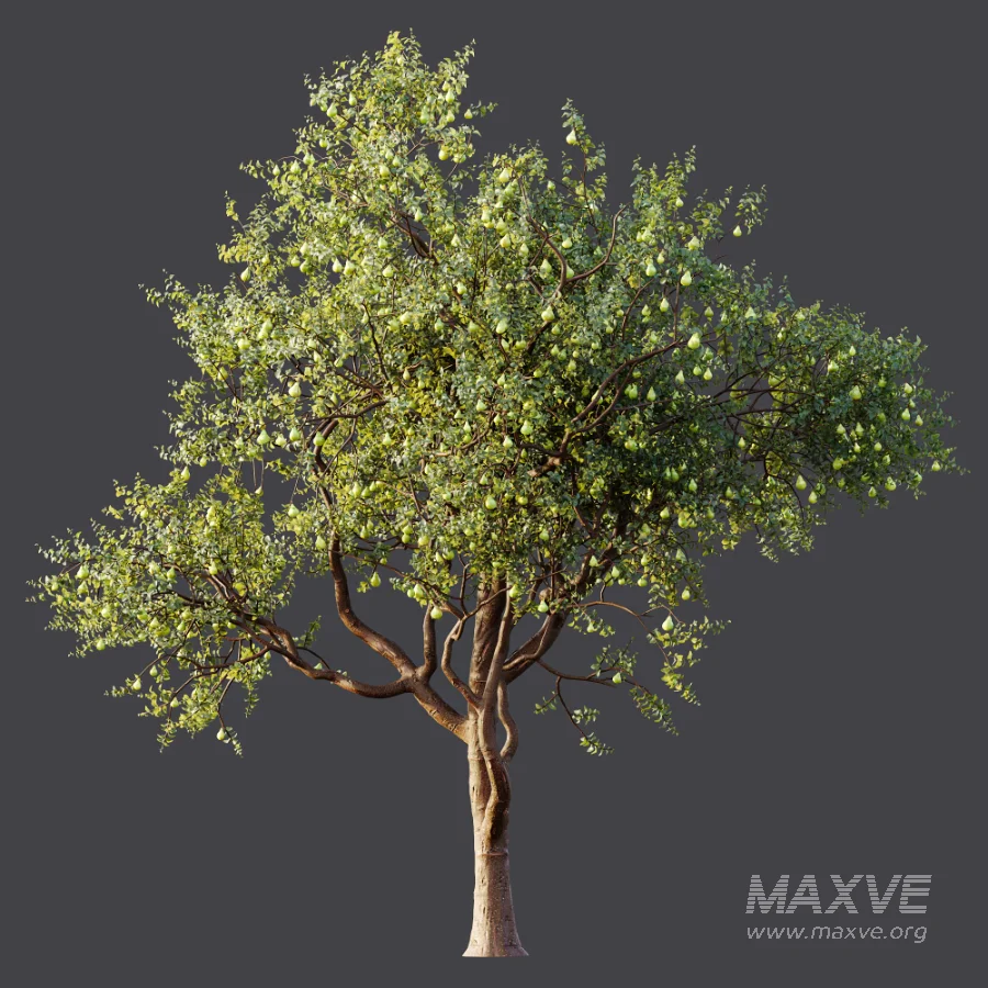 AV Plant Pear Pyrus Communis Fruit Tree 01 - Image 8