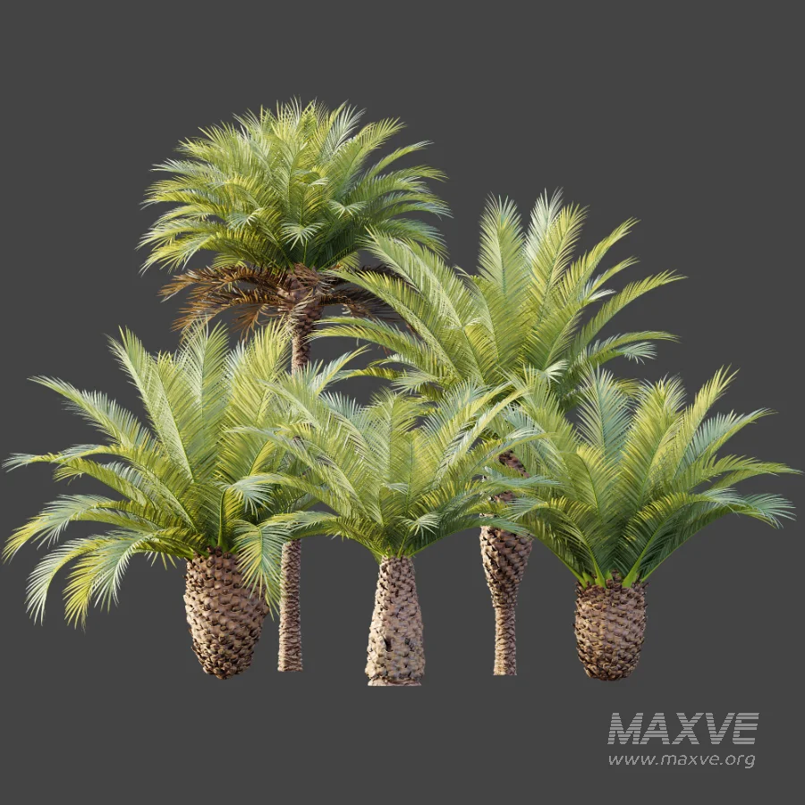 AV Plant Phoenix Canariensis Palm Tree 03 - Image 8
