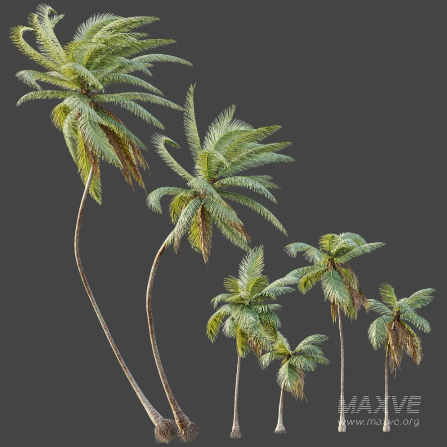 AV Plant Cocos Nucifera Palm Tree 01 - Image 7