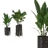 indoor-plant-011 - Thumbnail 1