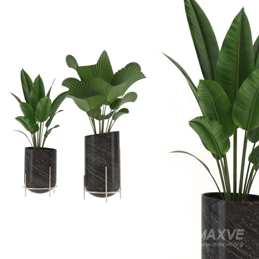 indoor-plant-011 - Image 1