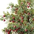 AV Plant Malus Pumila Apple Red Fruit Tree 01 - Thumbnail 1
