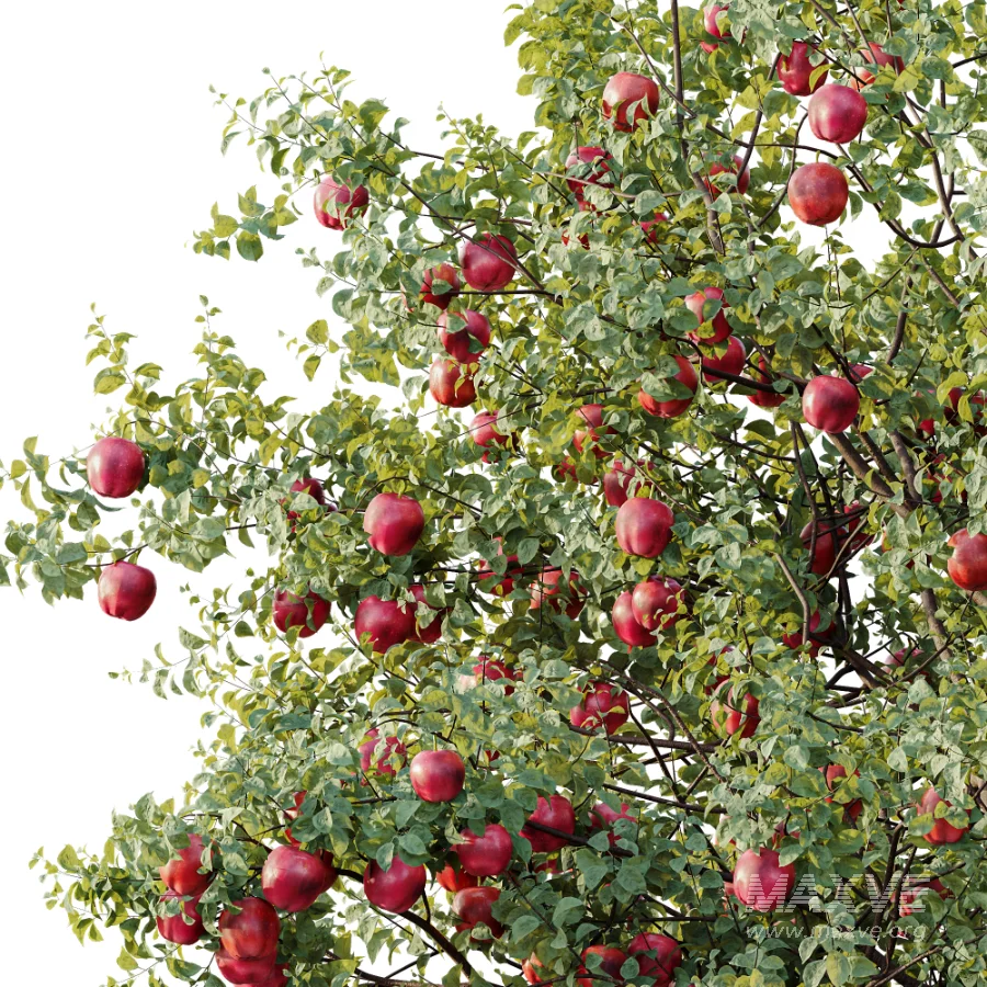 AV Plant Malus Pumila Apple Red Fruit Tree 01 - Image 1