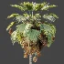 AV Plant Pritchardia Pacifica Palm Tree 03 - Thumbnail 7