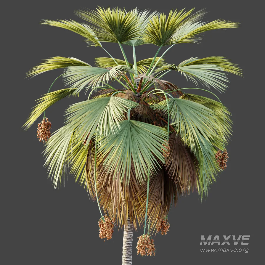 AV Plant Pritchardia Pacifica Palm Tree 03 - Image 7