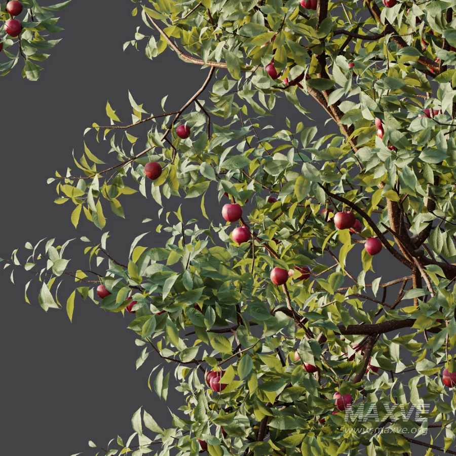 AV Plant Cerasus Pseudocerasus Cherry Fruit Tree 01 - Image 8