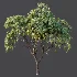 AV Plant Mangifera Indica Mango Fruit Tree 01 - Thumbnail 5