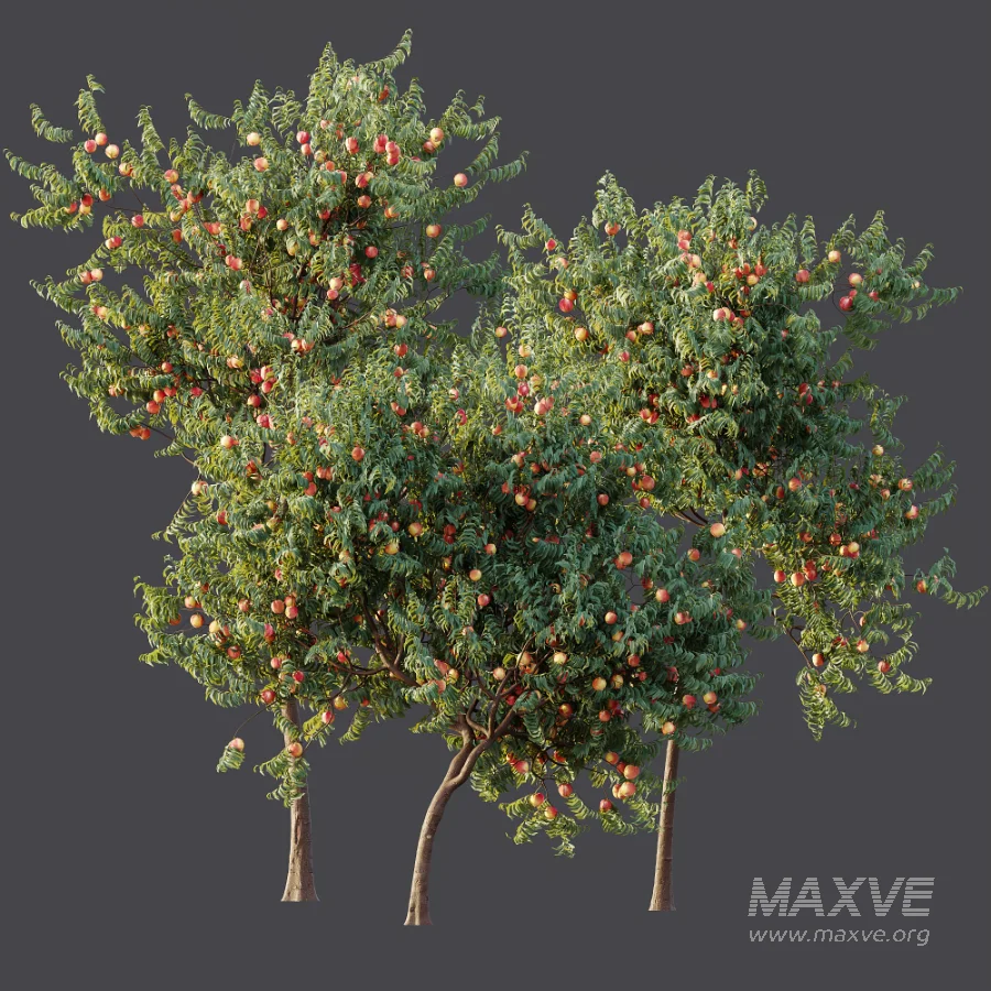 AV Plant Amygdalus Persica Peach Fruit Tree 01 - Image 9
