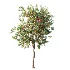 AV Plant Amygdalus Persica Peach Fruit Tree 01 - Thumbnail 3