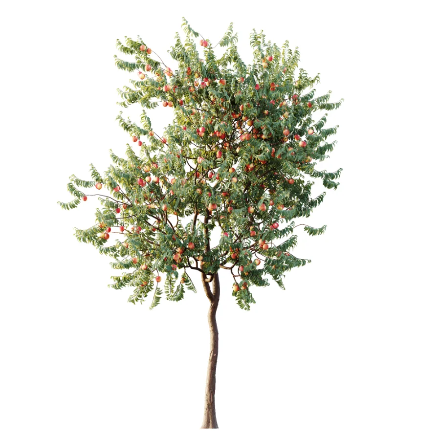 AV Plant Amygdalus Persica Peach Fruit Tree 01 - Image 3