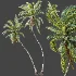 AV Plant Cocos Nucifera Palm Tree 01 - Thumbnail 6