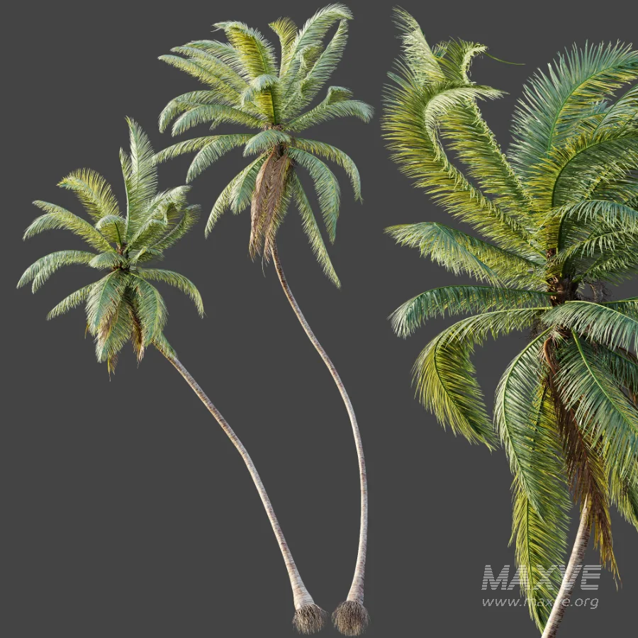 AV Plant Cocos Nucifera Palm Tree 01 - Image 6